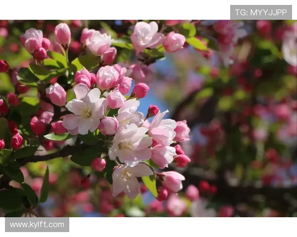 一树海棠，依旧春色：品读《海棠依旧》的时代印记与温情岁月