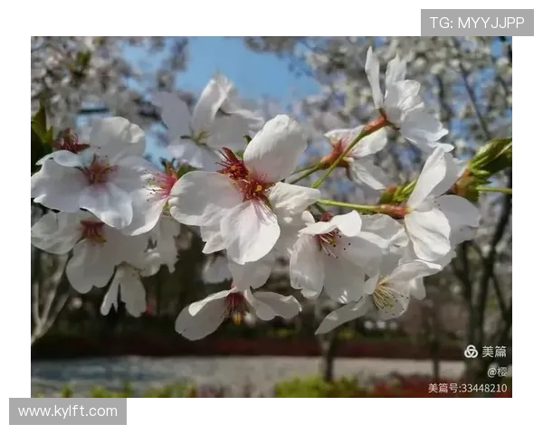 《小花》：一部触动心弦的岁月史诗，一段跨越时光的深情告白
